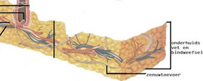 Onderhuids bindweefsel